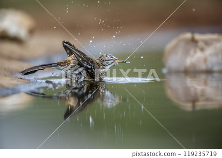 Red backed Scrub Robin in Kruger National park, South Africa Red backed Scrub Robin in Kruger National park, South Africa 119235719