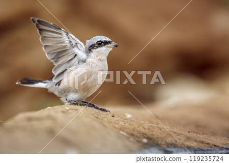 Red-backed Shrike in Kruger National park, South Africa Red-backed Shrike in Kruger National park, South Africa 119235724