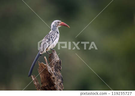 Southern Red billed Hornbill in Kruger National park, South Africa 119235727