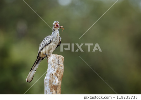 Southern Red billed Hornbill in Kruger National park, South Africa 119235733