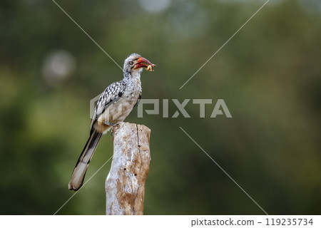 Southern Red billed Hornbill in Kruger National park, South Africa Southern Red billed Hornbill in Kruger National park, South Africa 119235734