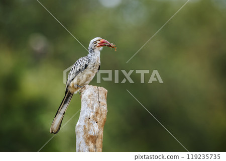 Southern Red billed Hornbill in Kruger National park, South Africa 119235735