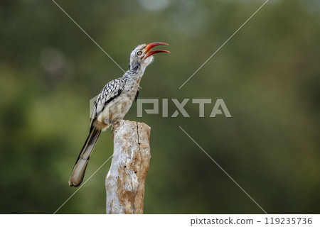 Southern Red billed Hornbill in Kruger National park, South Africa Southern Red billed Hornbill in Kruger National park, South Africa 119235736