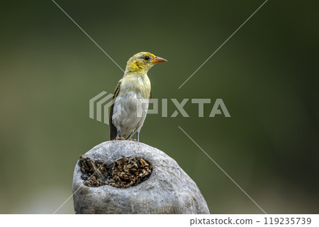 Red headed weaver in Kruger National park, South Africa Red headed weaver in Kruger National park, South Africa 119235739