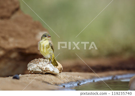 Red headed weaver in Kruger National park, South Africa Red headed weaver in Kruger National park, South Africa 119235740