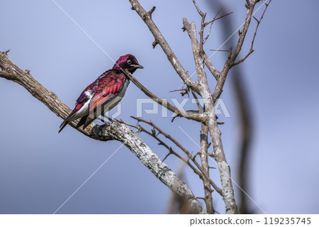Violet backed starling in Kruger National park, South Africa 119235745