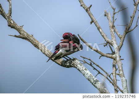 Violet backed starling in Kruger National park, South Africa 119235746