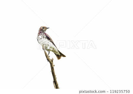 Violet backed starling in Kruger National park, South Africa 119235750