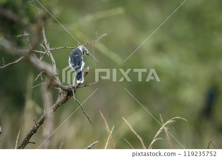 White crested Helmetshrike in Kruger National park, South Africa White crested Helmetshrike in Kruger National park, South Africa 119235752
