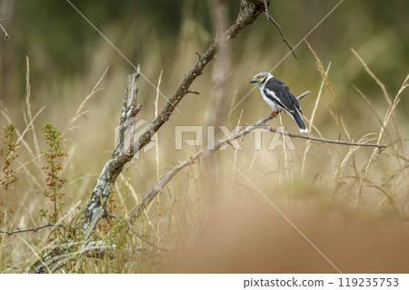White crested Helmetshrike in Kruger National park, South Africa 119235753