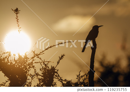 White fronted Bee eater in Kruger National park, South Africa 119235755