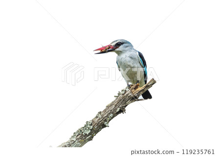 Woodland kingfisher in Kruger National park, South Africa Woodland kingfisher in Kruger National park, South Africa 119235761