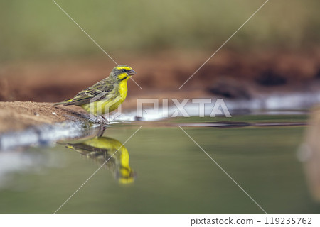Yellow fronted Canary in Kruger National park, South Africa Yellow fronted Canary in Kruger National park, South Africa 119235762
