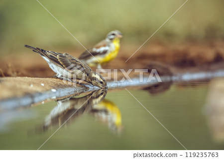 Yellow-throated Petronia in Kruger National park, South Africa 119235763