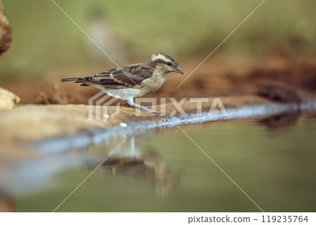 Yellow-throated Petronia in Kruger National park, South Africa Yellow-throated Petronia in Kruger National park, South Africa 119235764