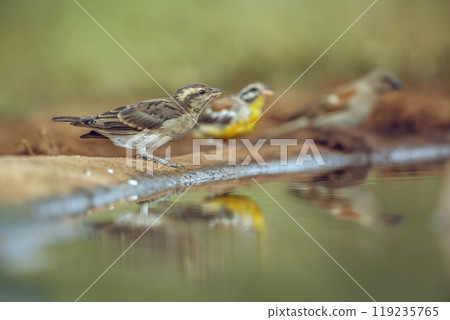 Yellow-throated Petronia in Kruger National park, South Africa 119235765