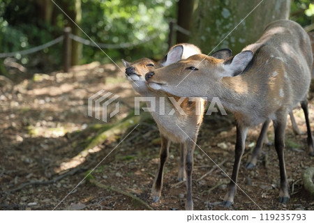 Japanese deer on Mount Wakakusa Japanese deer on Mount Wakakusa 119235793