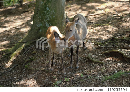 Japanese deer on Mount Wakakusa Japanese deer on Mount Wakakusa 119235794