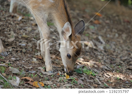 Japanese deer on Mount Wakakusa Japanese deer on Mount Wakakusa 119235797
