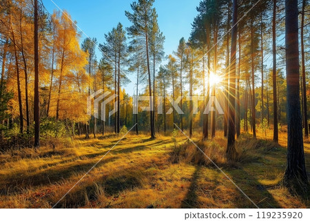 Sunny autumn day in the forest 119235920