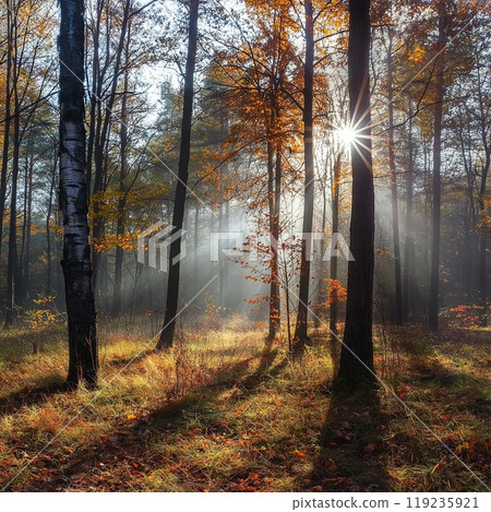 Sunny autumn day in the forest 119235921