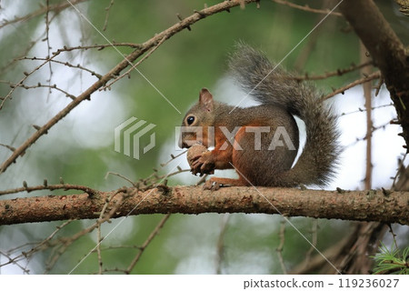 Japanese squirrel eating walnuts 119236027