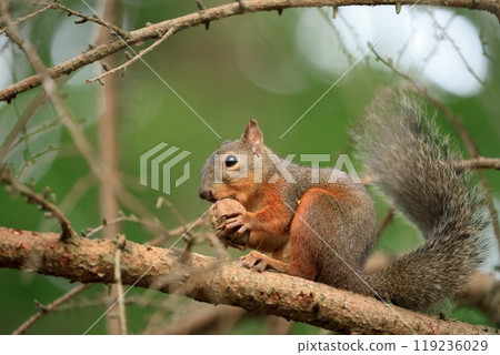 Japanese squirrel eating walnuts 119236029