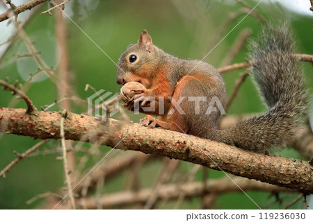 Japanese squirrel eating walnuts Japanese squirrel eating walnuts 119236030