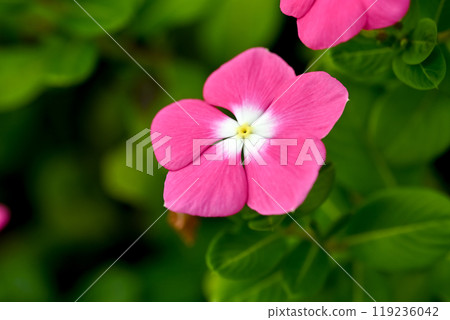 Nichinichiso 119236042