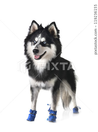 Pomsky in studio 119236155