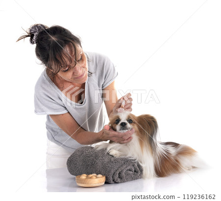 papillon dog in studio 119236162