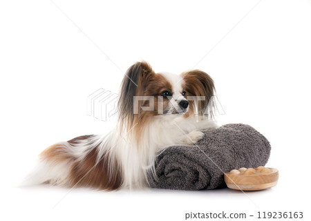 papillon dog in studio 119236163