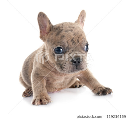 french bulldog in studio 119236169