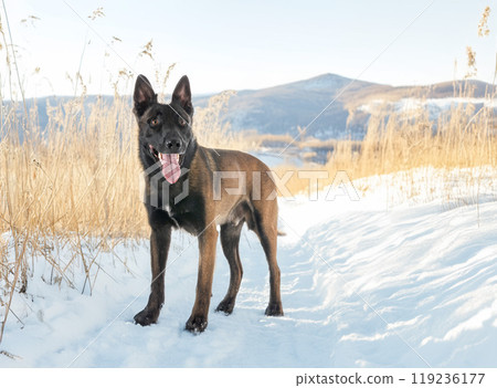 malinois in nature malinois in nature 119236177
