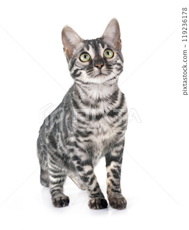 bengal kitten in studio bengal kitten in studio 119236178
