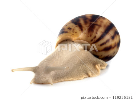 giant african snail giant african snail 119236181