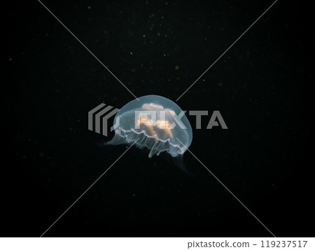 A Moon jellyfish or Aurelia aurita with black seawater background. Picture from, Malmo Sweden. 119237517