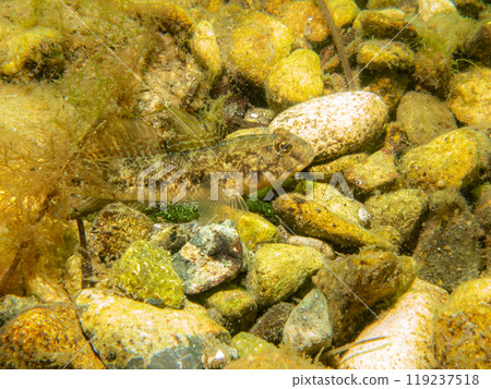 A Sandy Goby, Pomatoschistus minutus, in The Sound, between Sweden and Denmark 119237518