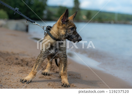 An eleven weeks old German Shepherd puppy playing on a sandy beach. Wet fur after play in the water An eleven weeks old German Shepherd puppy playing on a sandy beach. Wet fur after play in the water 119237520