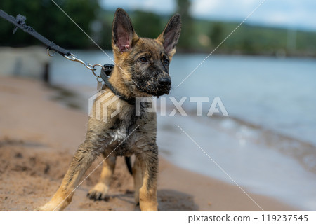 An eleven weeks old German Shepherd puppy playing on a sandy beach. Wet fur after play in the water An eleven weeks old German Shepherd puppy playing on a sandy beach. Wet fur after play in the water 119237545