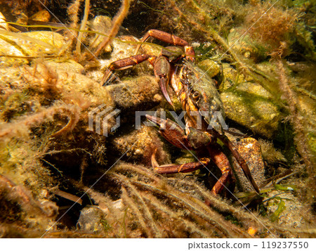 A close-up picture of a crab among seaweed A close-up picture of a crab among seaweed 119237550