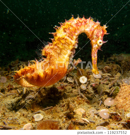 A long-snout seahorse, Hippocampus reidi. This specimen is often referred to as the slender seahorse A long-snout seahorse, Hippocampus reidi. This specimen is often referred to as the slender seahorse 119237552