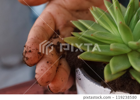 Close-up of man's hand adding soil to pot of green succulents 119238580