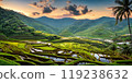 Green rice terraces bask in sunset glow 119238632