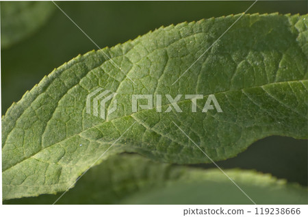 sunlit green leaf 119238666