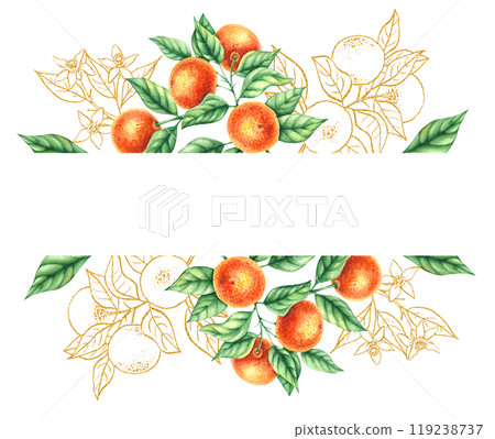 Watercolor botanical illustration with hand drawn tangerines 119238737