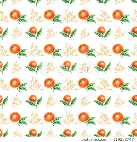 Watercolor botanical illustration with hand drawn tangerines 119238747