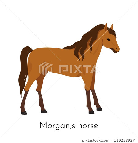 Morgan horse. Equine purebred breed. Pets dressage. Racehorse or western ranch. Pedigree mammal. Thoroughbred stallion. Equestrian race. Farm stable. Horsy species. Vector domestic animal 119238927
