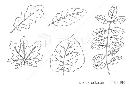Clean black outlines of autumn leaves. Simple black silhouettes on a white background. Pattern illustration for textile print, wrapping paper, wallpaper, coloring pages etc. 119239061