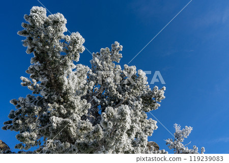 coniferous tree branches in hoarfrost against the blue sky, winter 119239083